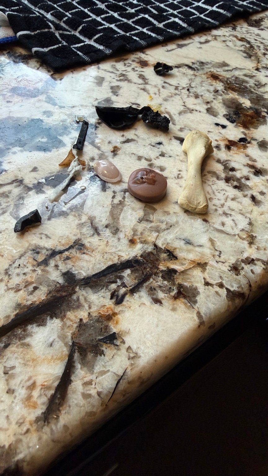Chicken bone and debris removed from beneath a KitchenAid dishwasher float in West Caldwell NJ